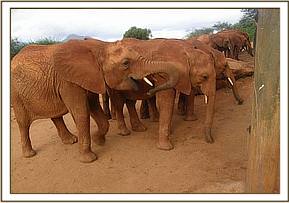 Arruba and her friends eating copra cake
