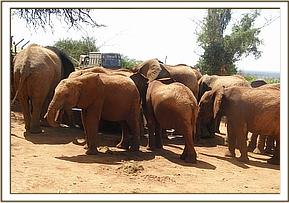 Lesanju's herd joining the orphans