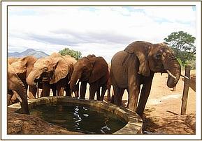 Lesanju, right, drinking water with Kenia's herd