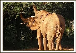 Lempaute and Lesanju arrive but miss Kenia's herd