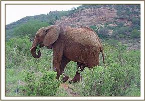 Laikipia enjoys the green grass