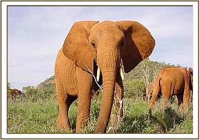 Mpala browsing
