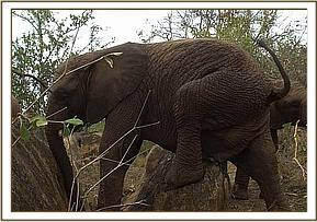 Napasha mounts a rock
