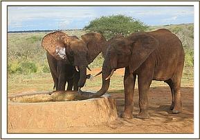 Madiba and Kamboyo