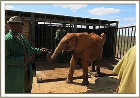 Orwa settling into Ithumba stockade