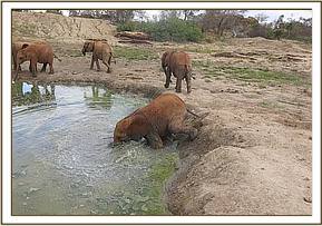Orwa getting into the water