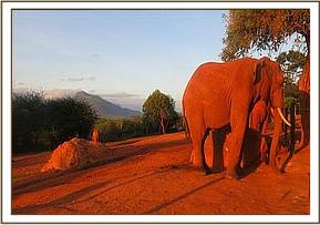Laikipia feeding on copra and cubes
