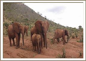 Lempaute trying to steal Mudanda