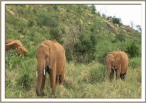 Sinya having separated Panda and Tassia