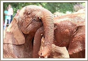 Orwa and Teleki