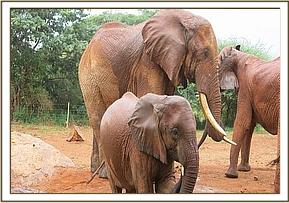 Wild bull with Emily's herd