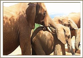 Laikipia playing with Eve
