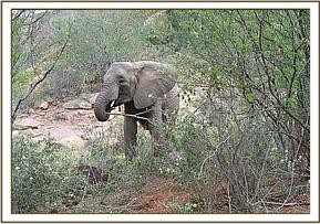 Mulika feeding