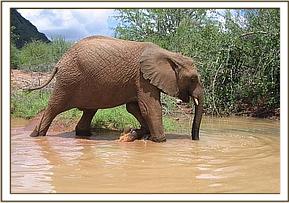 Napasha enjoys being in the water