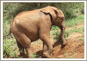 Lesanju playing