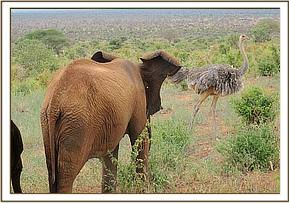 Lesanju not happy about the ostrich