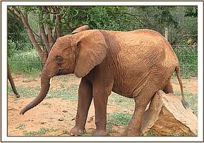Lempaute scratching on a rock