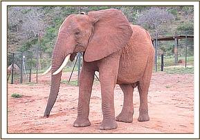 Tsavo at the stockade