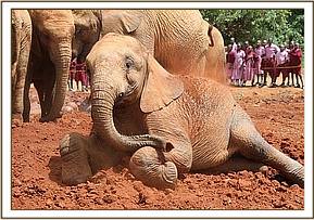 Orwa has a dust bath
