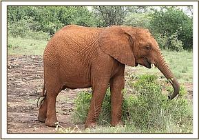 Orwa is off to Ithumba