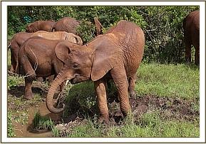 Arruba taking water