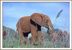 Laikipia feeding amongst the other orphans