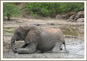 Yatta mud bathing