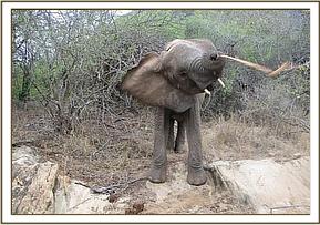 Mulika playing with a stick