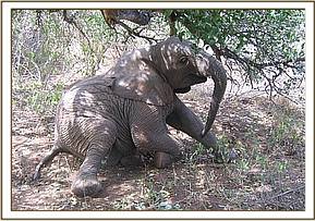 Sunyei playing