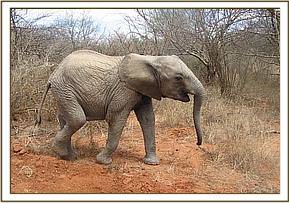 Lualeni rumbling