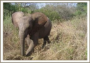 Madiba