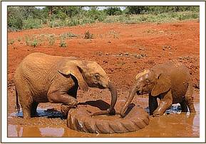 Lesanju & Siria playing with a tractor tyre
