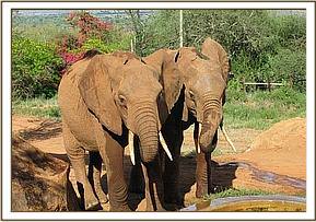Mpala and Burra drinking water