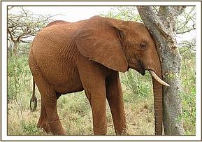 Laikipia