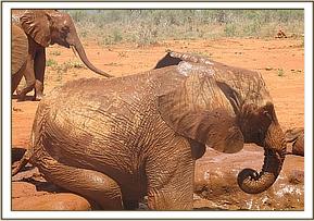 Sinya scratching at the mudbath