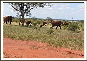 Emily& Edie herd arriving in the big water hole