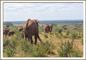 Laikipia lft & a wld boy
