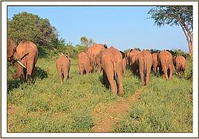 Lesanju in the herd