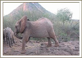 Naserian stretching