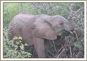 Sunyei feeding