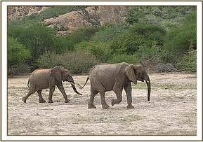 Mulika followed by young wild elephant