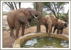 Wendi, Suguta and Sabachi have a drink