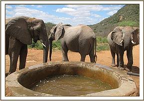 Mulika, Yatta and Wild bull