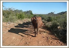 Ithumbah leading