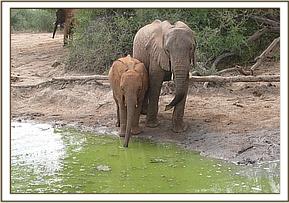 Ithumbah and Sunyei