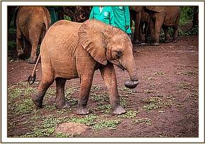 Enkesha after milk feed