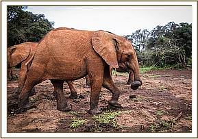 Enkesha experiencing discomfort from her wound