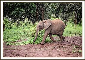 Sagala running for milk bottle