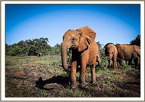 Ndiwa heading to the mud-bath feed