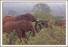 Laikipia playing with a wild calf
